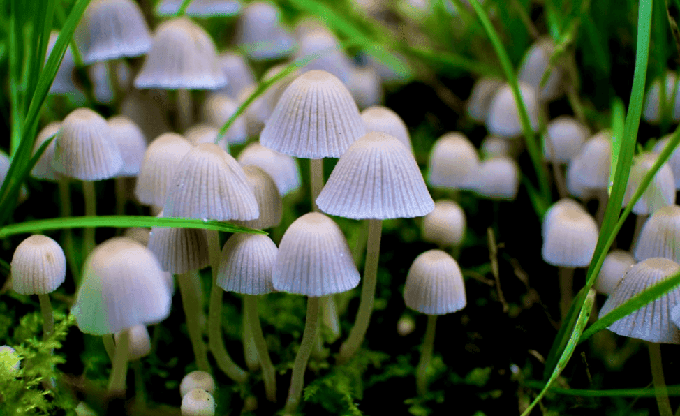 👽🍄🐬 A World for All: Inclusive Governance Beyond Humanity